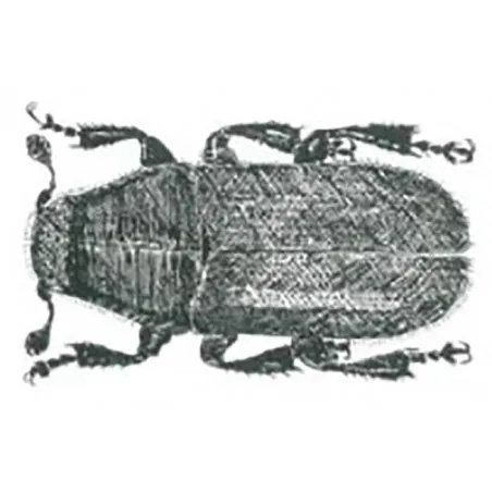 Tomicus piniperda